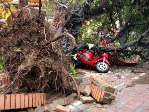 Storm fury uprooted a huge tree on Quan Su Street in Hanoi (Photo: VNA) Storm fury uprooted a huge tree on Quan Su Street in Hanoi (Photo: VNA)